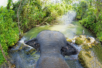 Image showing Elephant riding