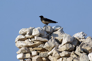 Image showing Black bird watching area around them