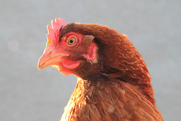 Image showing head of chicken 