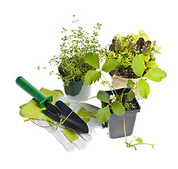 Image showing Gardening tools and plants