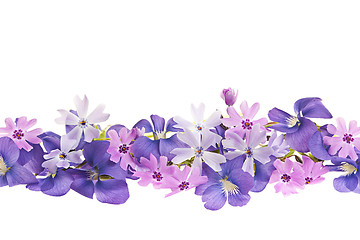 Image showing Purple spring flower border