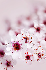 Image showing Cherry blossoms