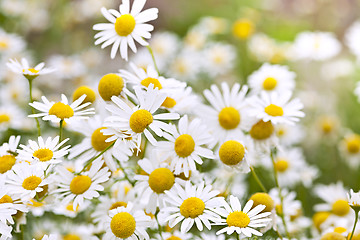 Image showing Chamomile flowers