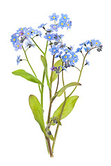 Image showing Forget-me-not flowers on white