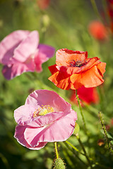 Image showing Poppies in a garden
