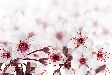 Image showing Cherry blossoms