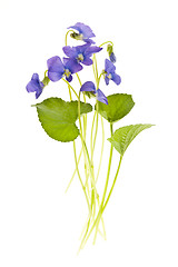 Image showing Spring violets on white