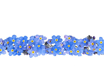 Image showing Blue spring flower border