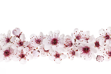 Image showing Cherry blossoms border