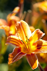 Image showing Tiger lily flower