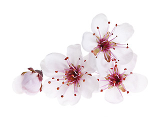 Image showing Cherry blossoms close up