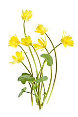 Image showing Yellow spring wild flowers