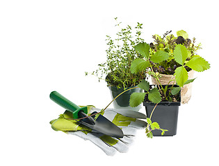 Image showing Gardening tools and plants