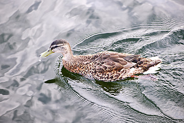 Image showing Duck on water