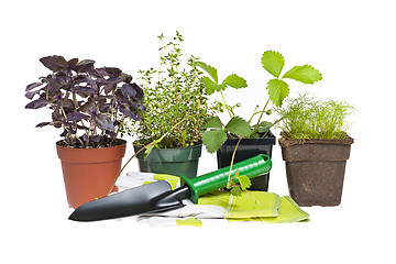Image showing Gardening tools and plants