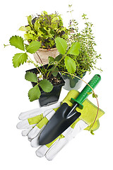 Image showing Gardening tools and plants