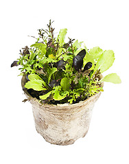 Image showing Lettuce plants in pot