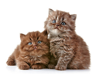 Image showing British long hair kittens