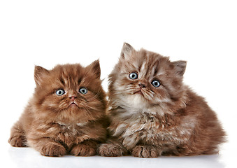 Image showing British long hair kittens