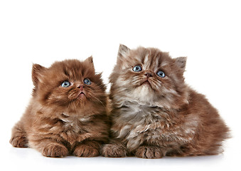 Image showing British long hair kittens