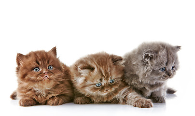 Image showing British long hair kittens