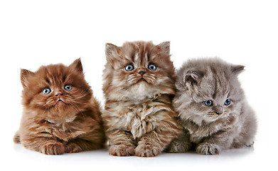 Image showing British long hair kittens