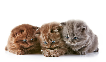 Image showing British long hair kittens