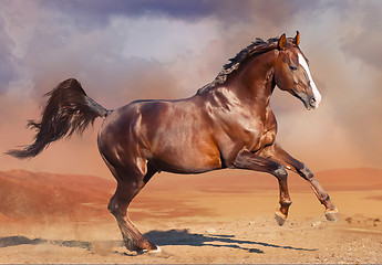 Image showing horse running in the desert