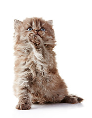 Image showing British long hair kitten