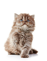 Image showing British long hair kitten