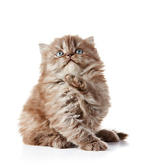 Image showing British long hair kitten