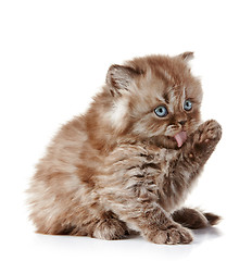 Image showing British long hair kitten