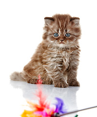 Image showing British long hair kitten