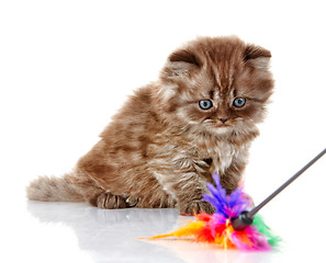 Image showing British long hair kitten