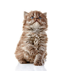 Image showing British long hair kitten