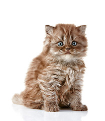 Image showing British long hair kitten