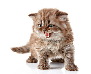 Image showing British long hair kitten