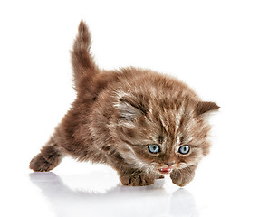 Image showing British long hair kitten