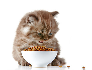 Image showing British long hair kitten