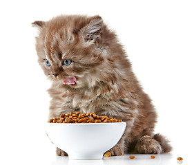 Image showing British long hair kitten