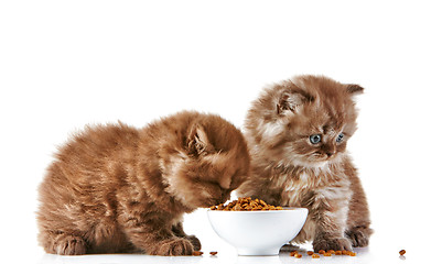 Image showing British long hair kitten