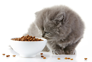 Image showing British long hair kitten