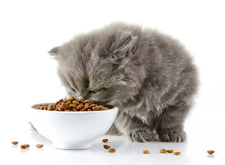 Image showing British long hair kitten