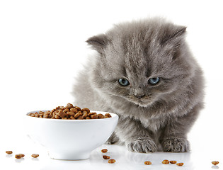 Image showing British long hair kitten