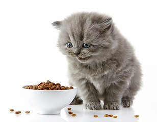 Image showing British long hair kitten