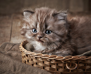 Image showing British long hair kitten