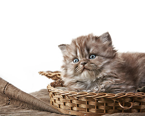 Image showing British long hair kitten