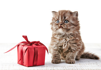 Image showing British long hair kitten