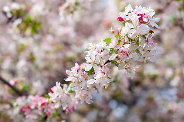 Image showing blooming apple tree