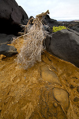 Image showing flower branch abstract pond water coastline salt 